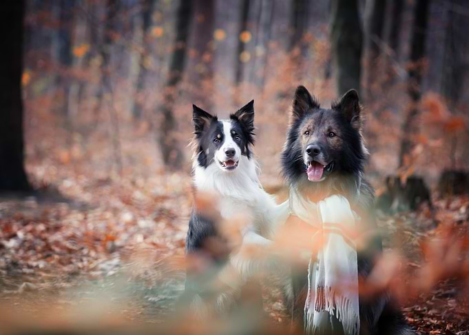 Purebred dogs and autumn