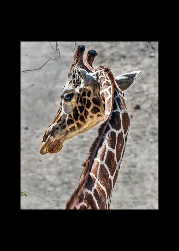 Giraffe