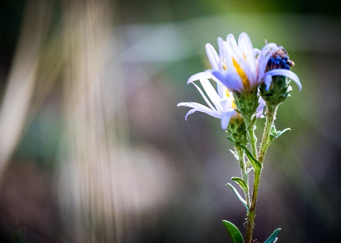 Single Flower