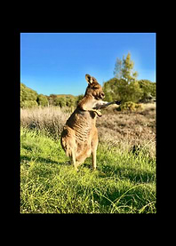 Kangaroo