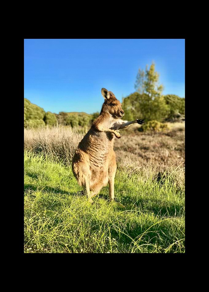 Kangaroo