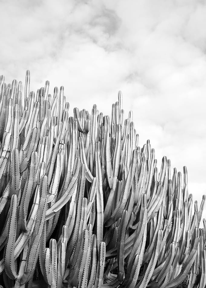 Cacti Dream 4