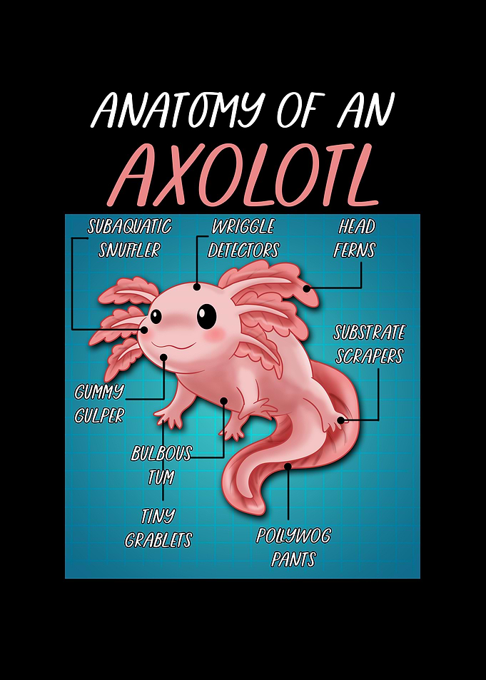 Axolotl kawaii Funny