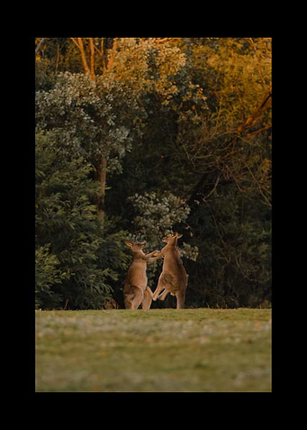 Kangaroo