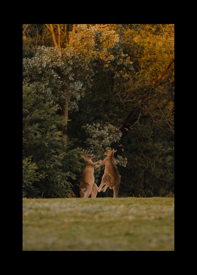 Kangaroo