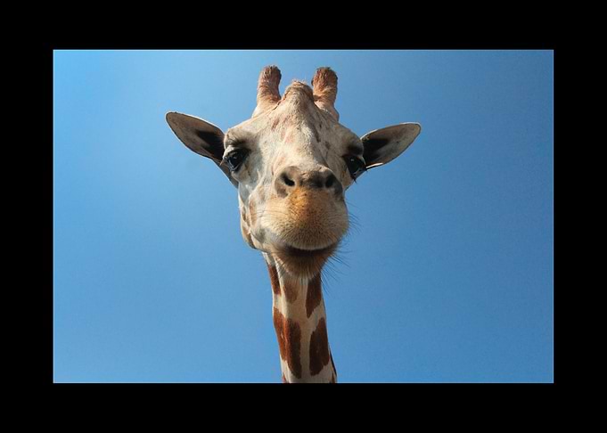 Giraffe