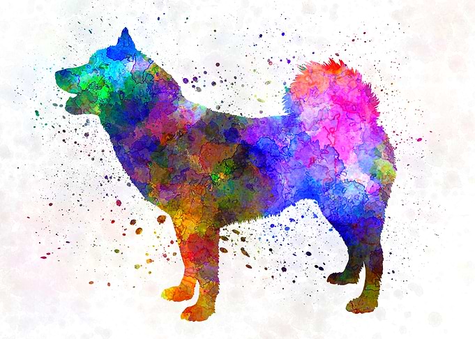 Greenland Dog