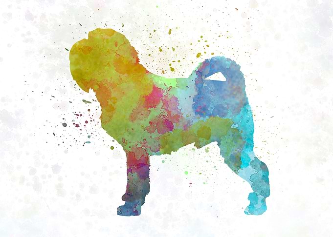 Griffon Belge dog