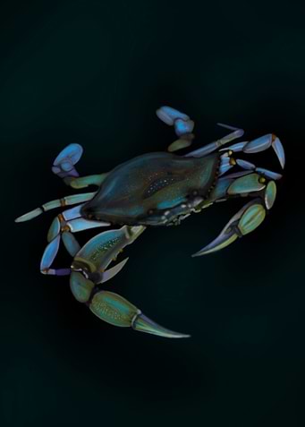 Crab