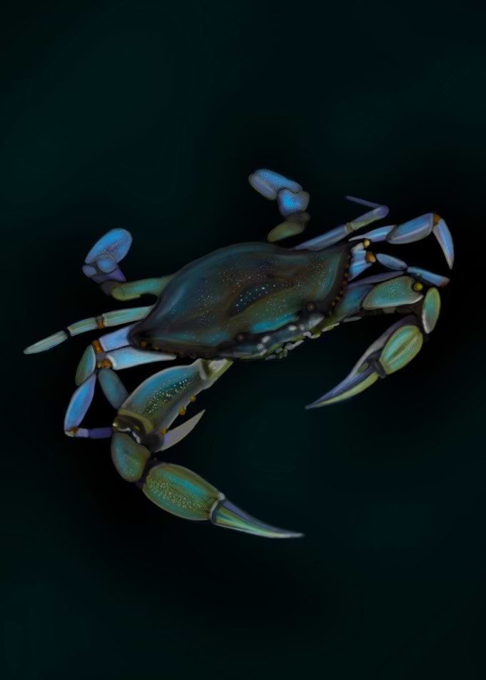 Crab