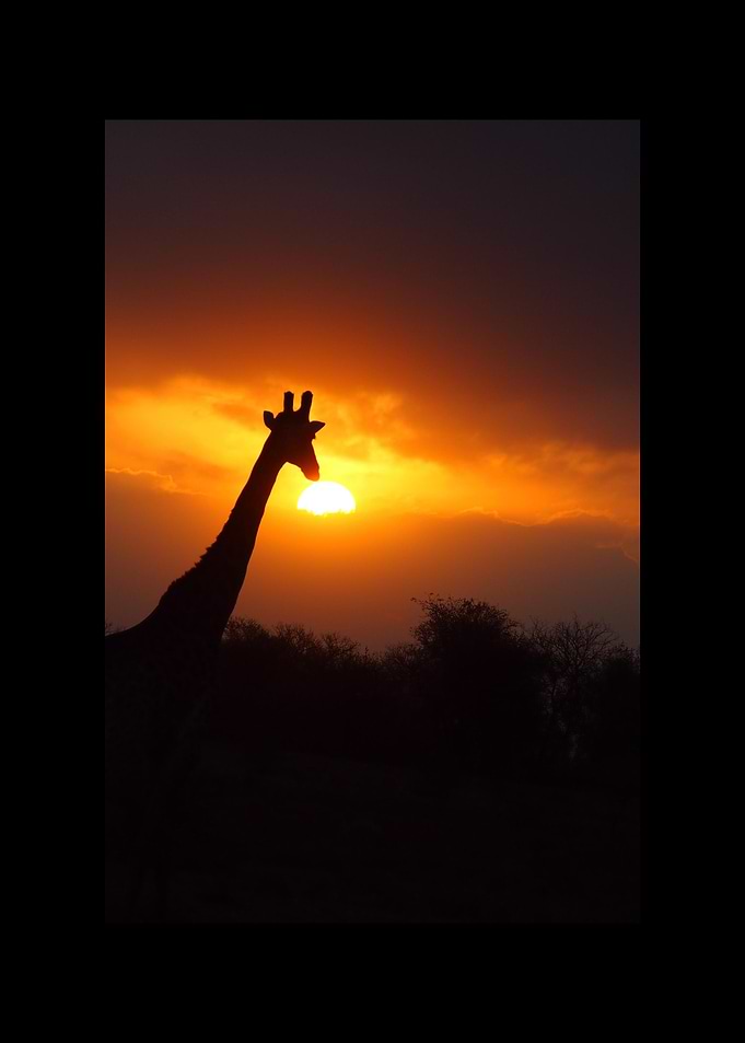 Giraffe