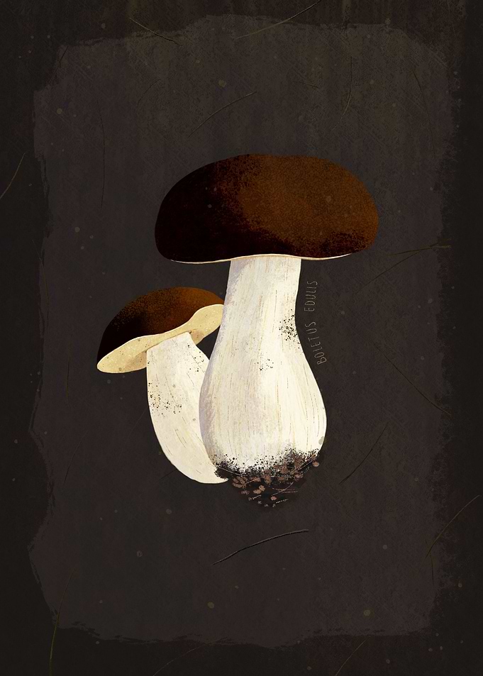 Penny Bun Mushroom