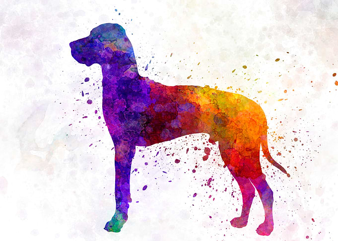 Great Dane dog