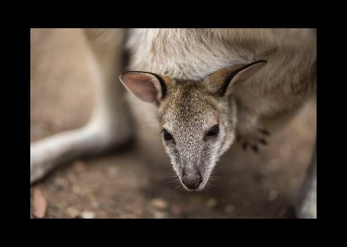 Kangaroo