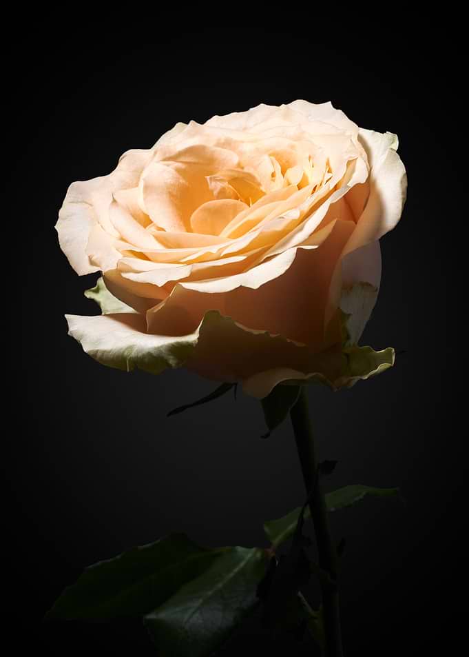 Pink Rose