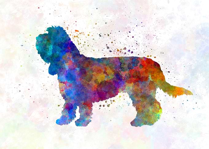 Grand Basset Griffon