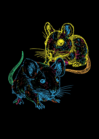 Rat Mouse Mice