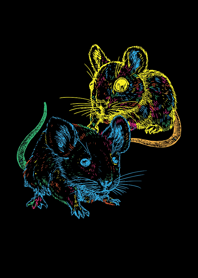 Rat Mouse Mice