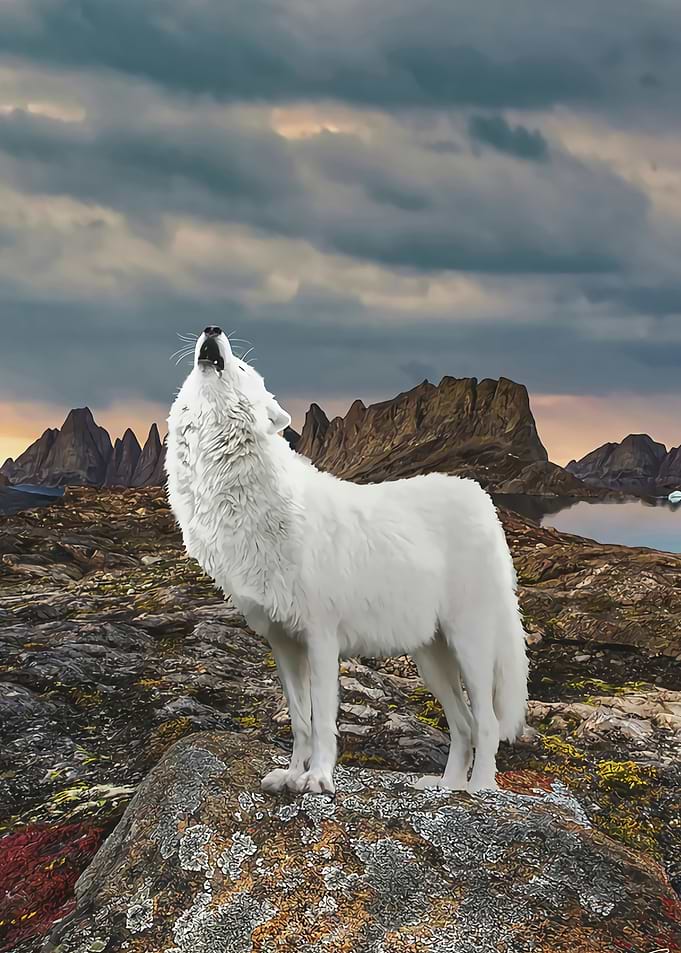Arctic Wolf Howling