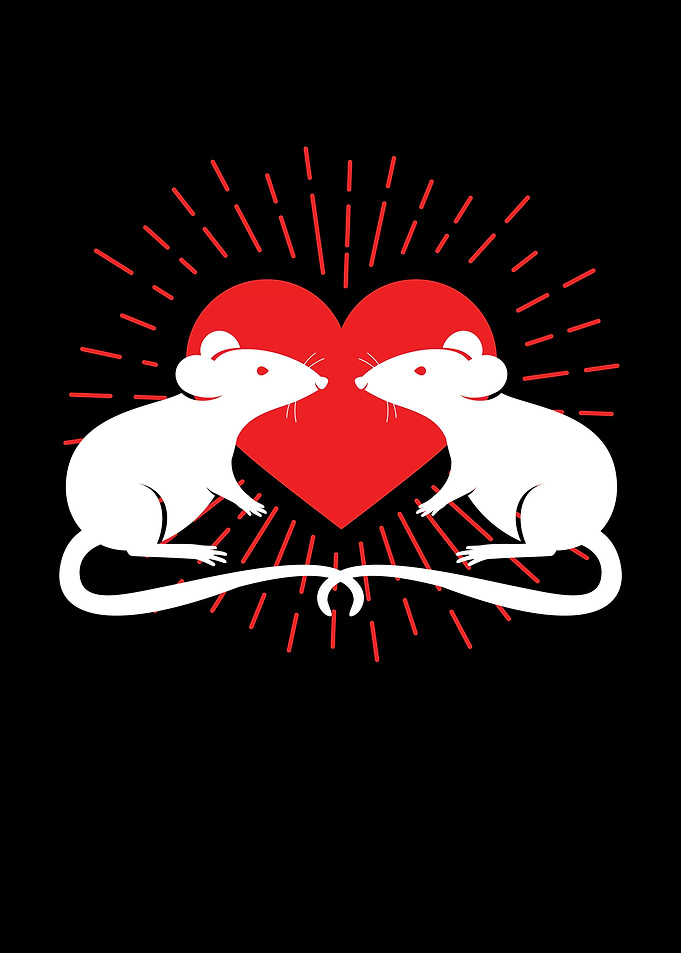 Rat Love Mice