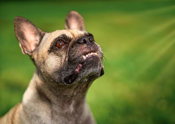 Blessed Frenchie
