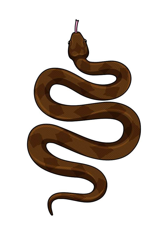 Brown snake