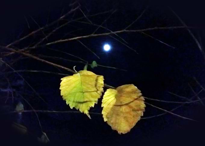 Dark blue night