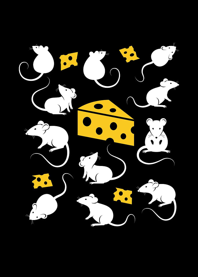 Rat Mouse Mice Cheese