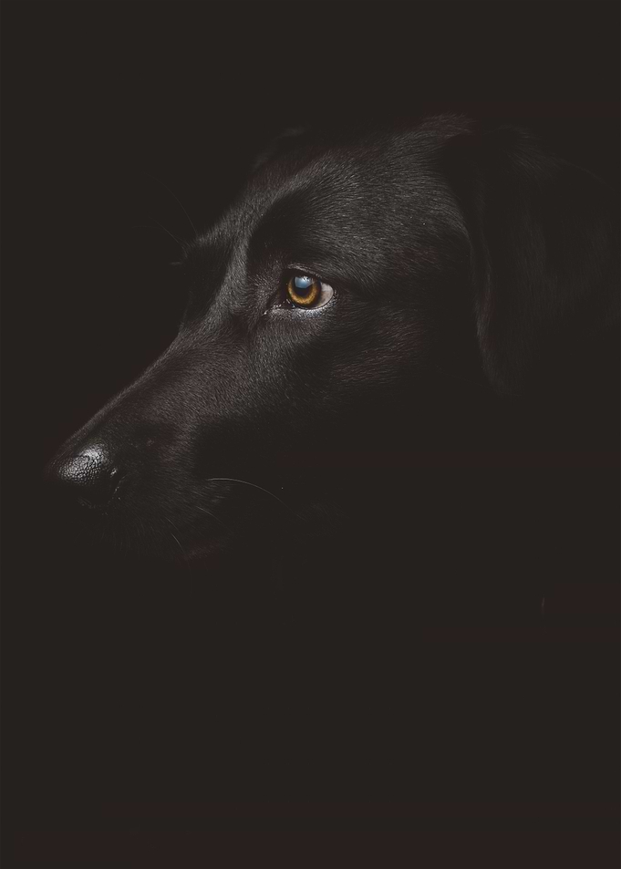 Black Dog