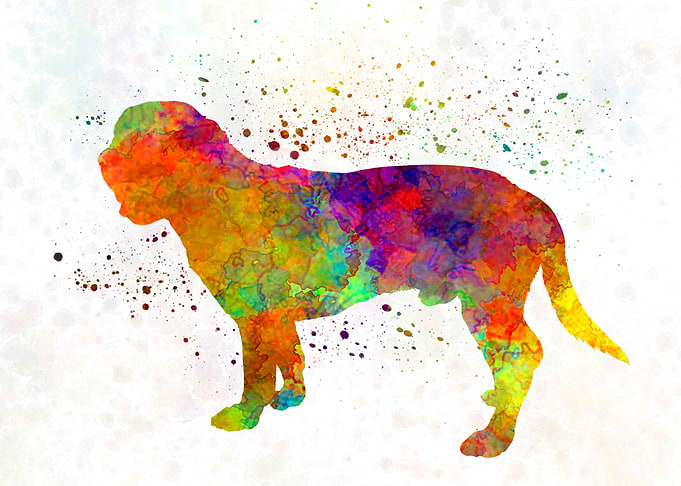 Hanoverian Scenthound dog