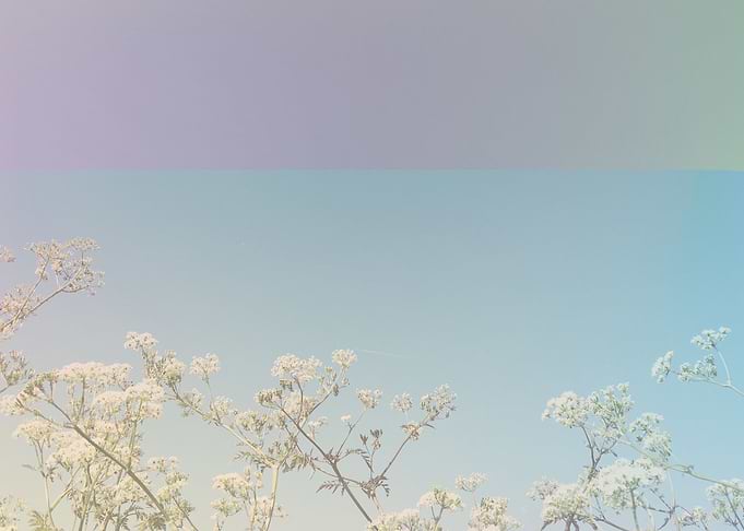 Abstract Florals