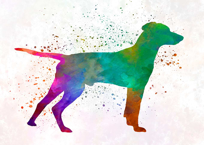 Hellenic Hound dog