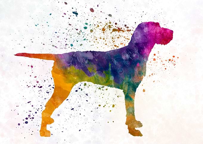 Hungarian Wirehaired dog