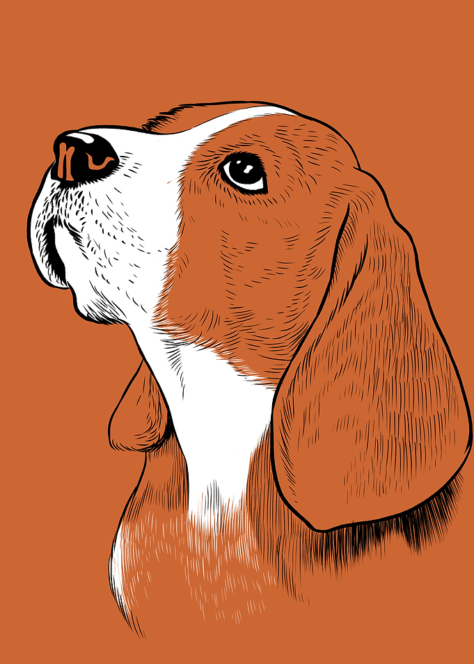 Adorable beagle dog