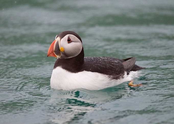 Puffin world