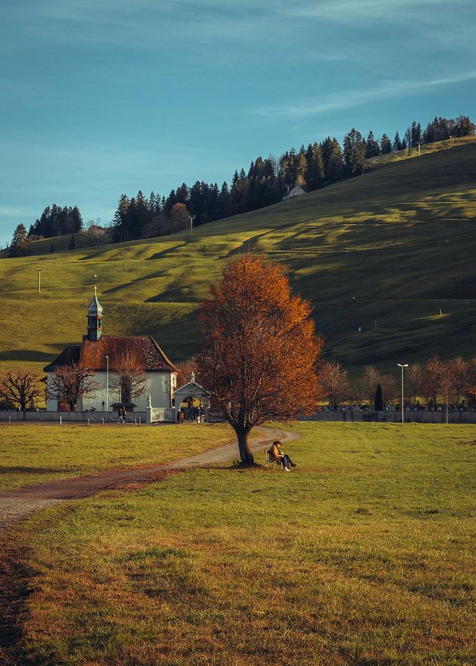 Late Autumn Tree