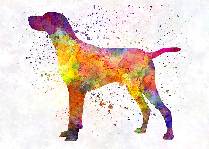 Hungarian Shorthaired dog