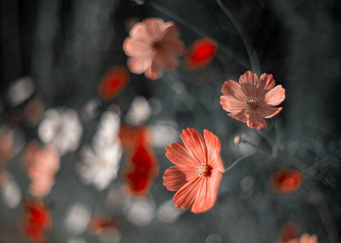 Garden flowers, macro