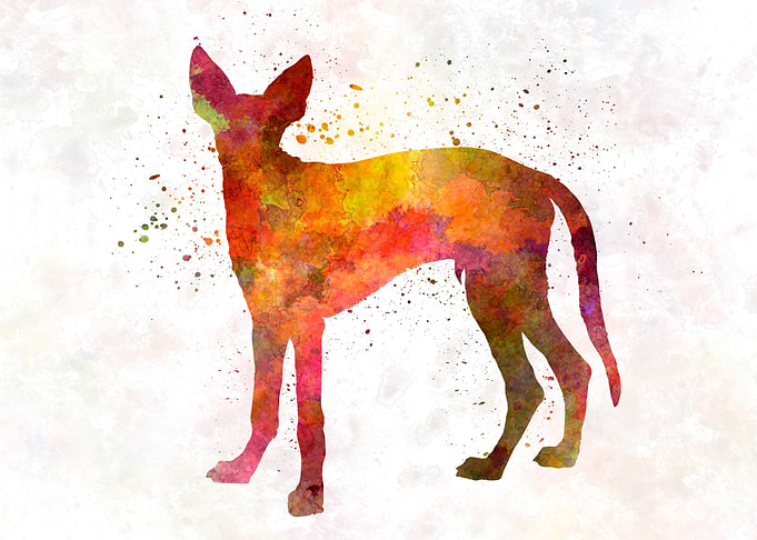 Ibiza Hound in watercolor