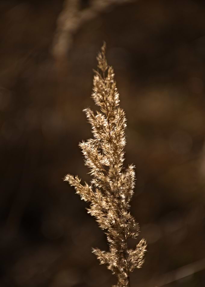 autumn grass