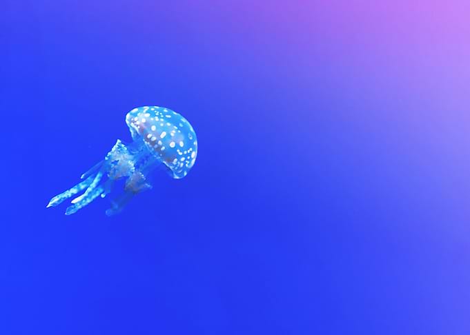 Jellyfish Minimalism
