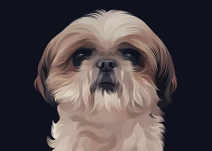 ShihTzu 5