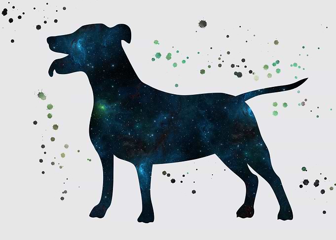 Jack Russel terrier nebula