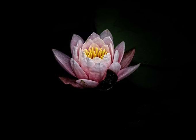 Minimalistic water lily