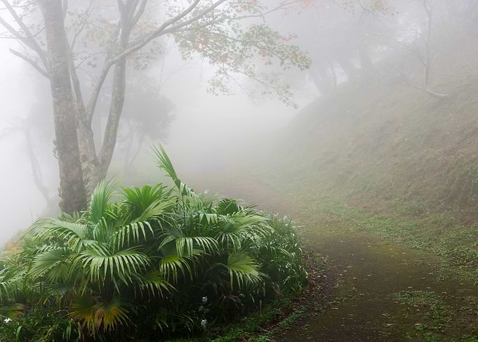Misty forest