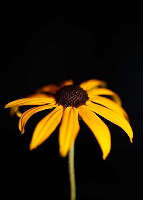 Rudbeckia flower close up