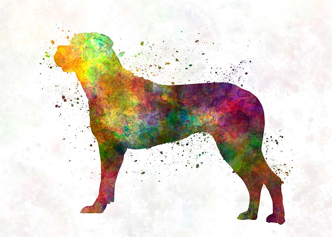 Italian Corso Dog