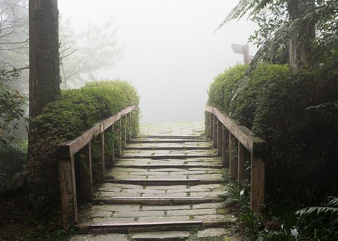 Misty forest