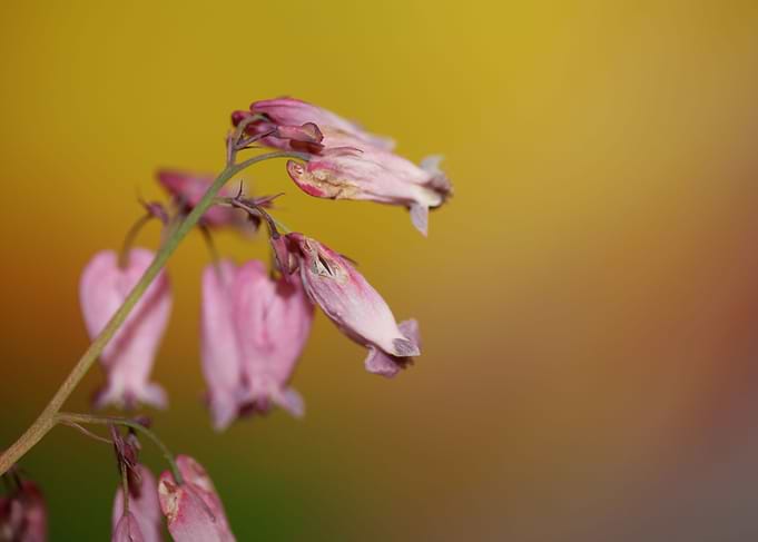 Dicentra formosa flowering