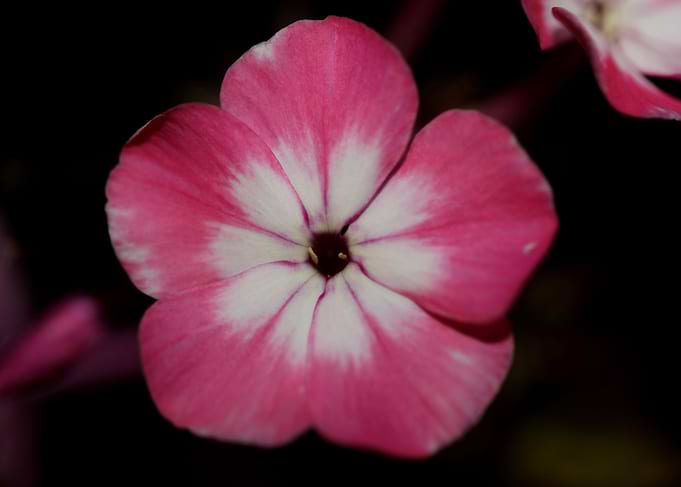 Phlox drummondii flowering